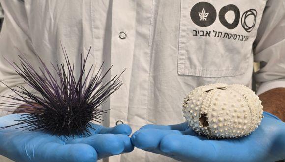 קיפוד הים Diadema setosum לפני (שמאל) ואחרי (ימין) התמותה. השלד הלבן נחשף לאחר פרוק הרקמה ונשירת הקוצים קיפוד הים Diadema setosum לפני (שמאל) ואחרי (ימין) התמותה. השלד הלבן נחשף לאחר פרוק הרקמה ונשירת הקוצים